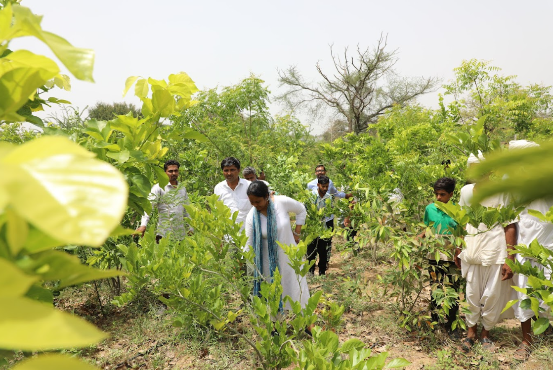 A Village That Turned Its Cremation Ground Into a Living Forest